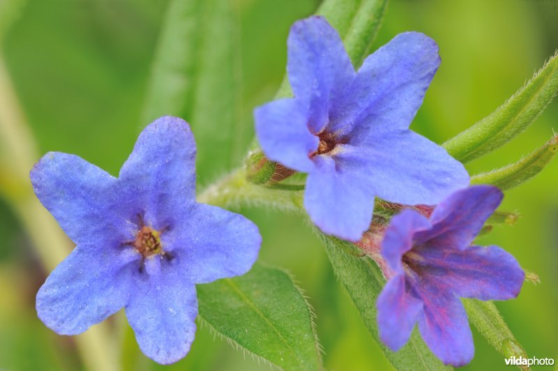 Blauw parelzaad