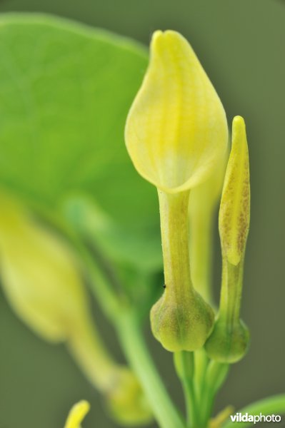 Pijpbloem