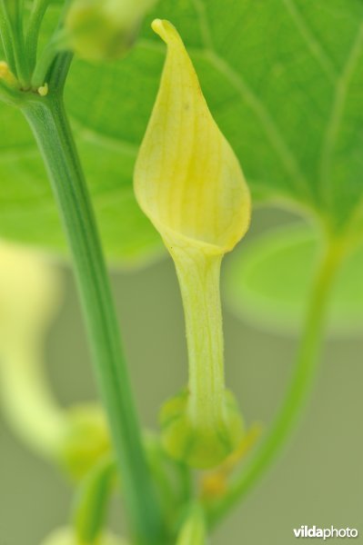 Pijpbloem
