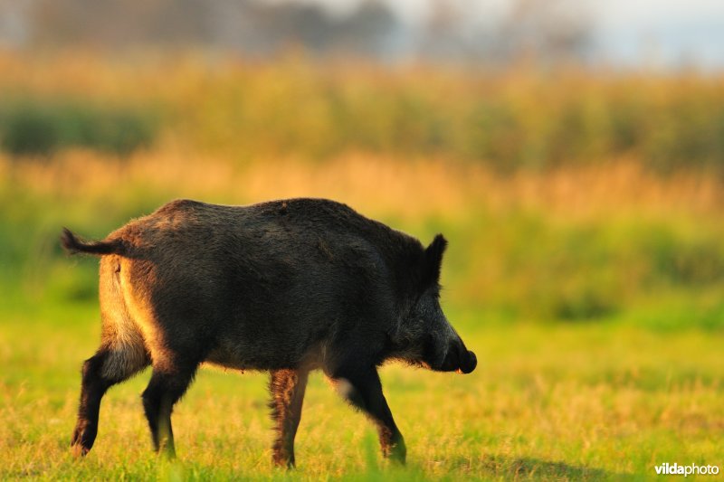 Wespurtend Everzwijn