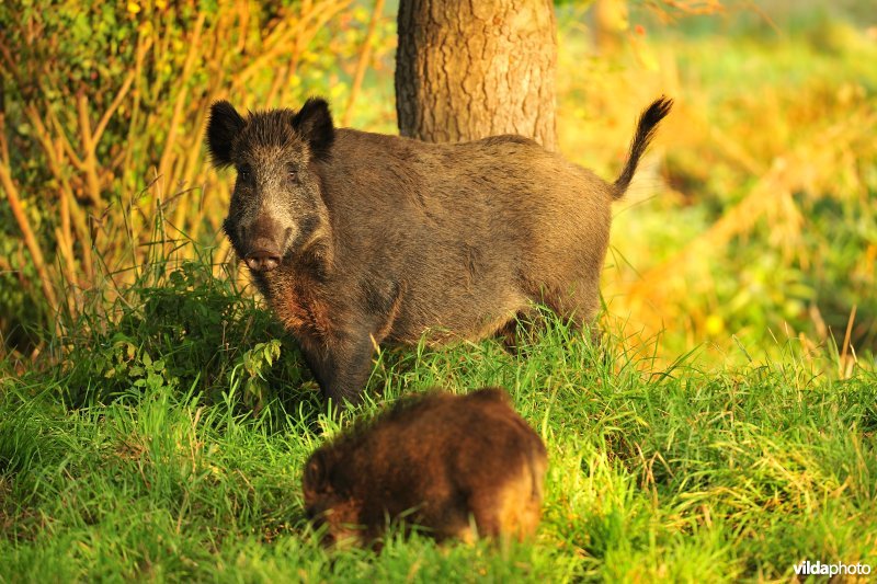 Everzwijn zeug met biggetje