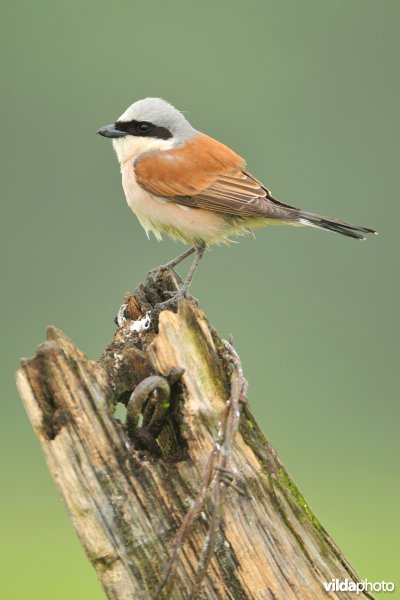 Mannetje Grauwe klauwier