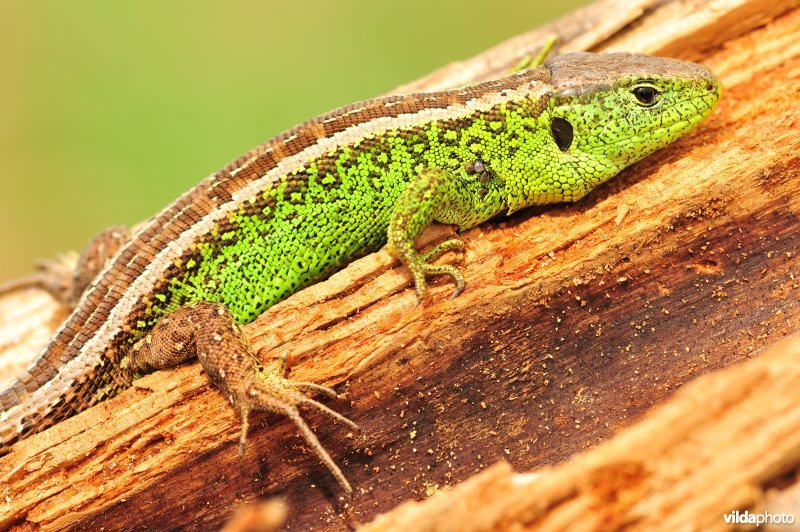 Zandhagedis