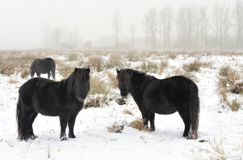 Pony's in de besneeuwde Demerbroeken