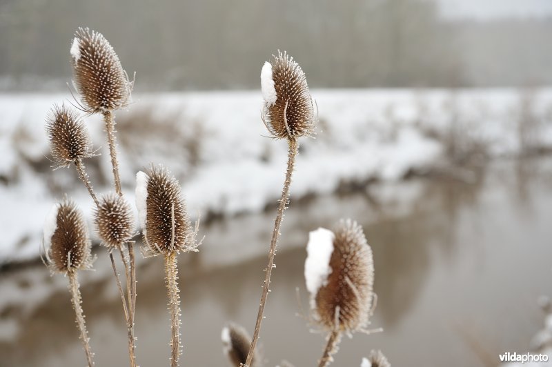 Kaardebol langs de Demer