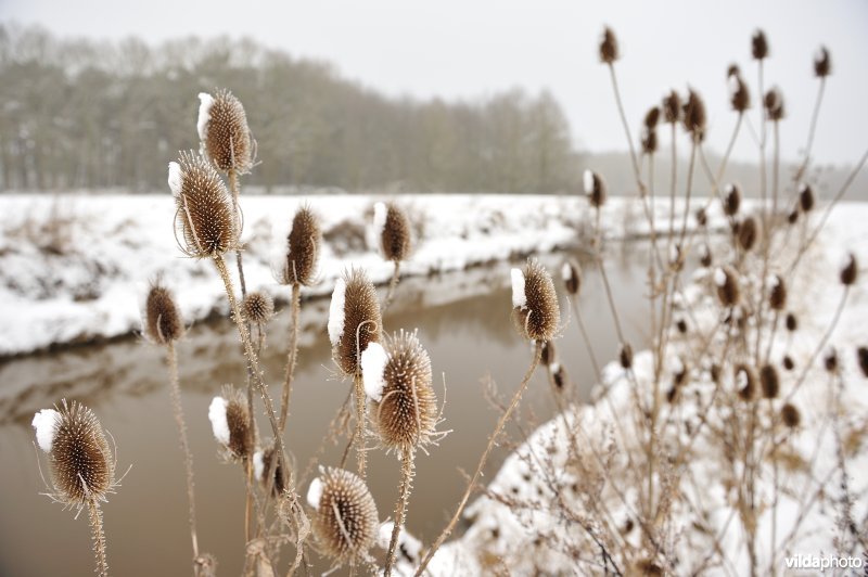 Kaardebol langs de Demer