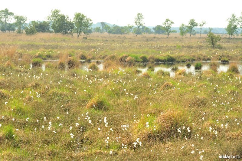 Veenpluis op de heide