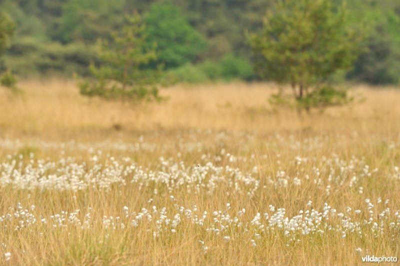 Veenpluis op de heide