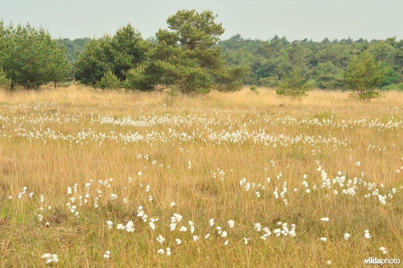 Veenpluis op de heide