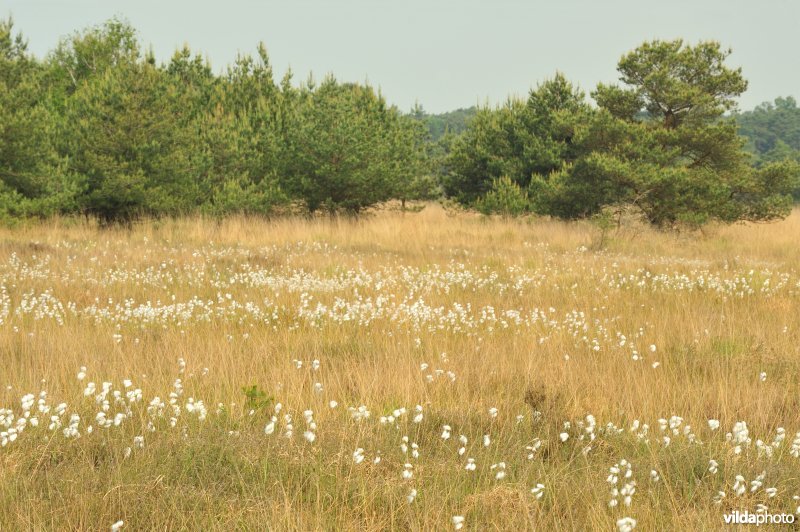 Veenpluis op de heide