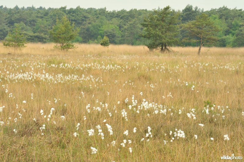 Veenpluis op de heide