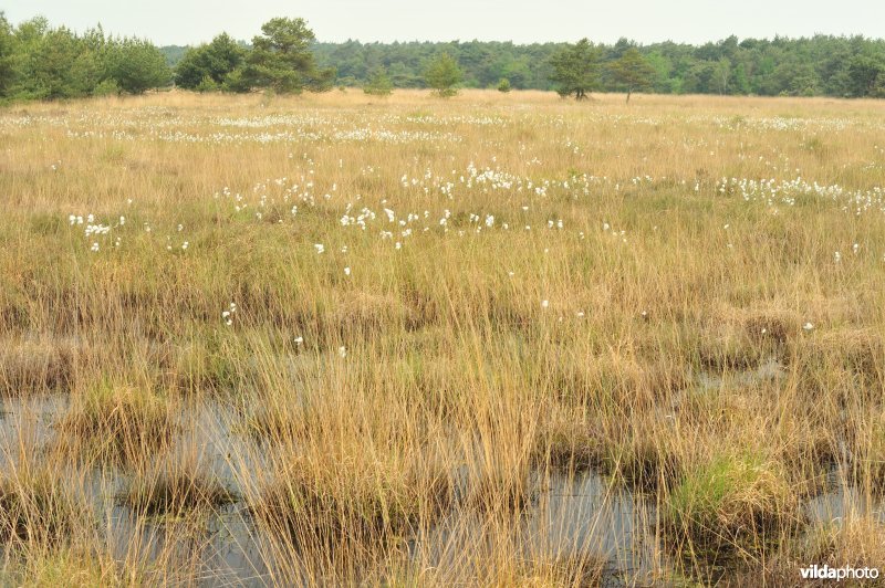 Veenpluis op de heide