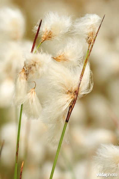 Veenpluis op de heide