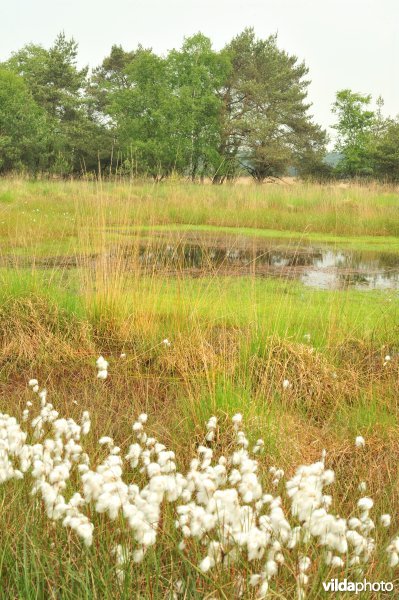 Veenpluis op de heide