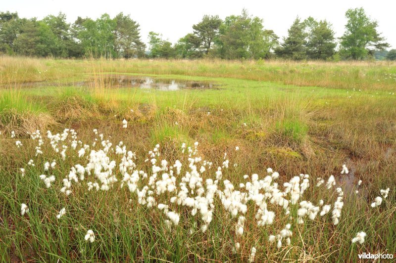 Veenpluis op de heide