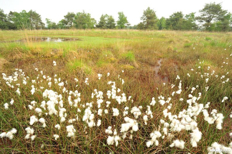 Veenpluis op de heide