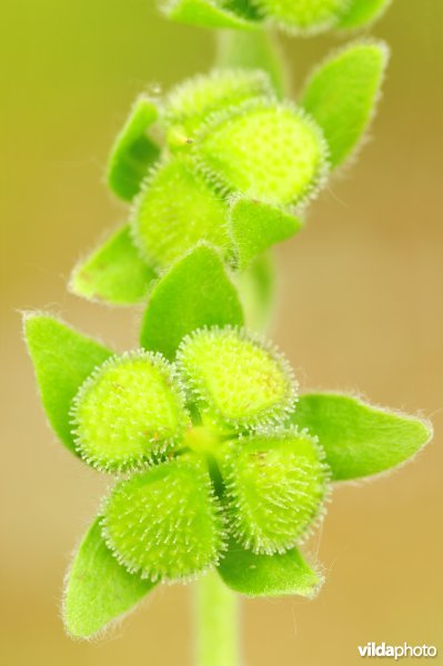 Vrucht van Veldhondstong