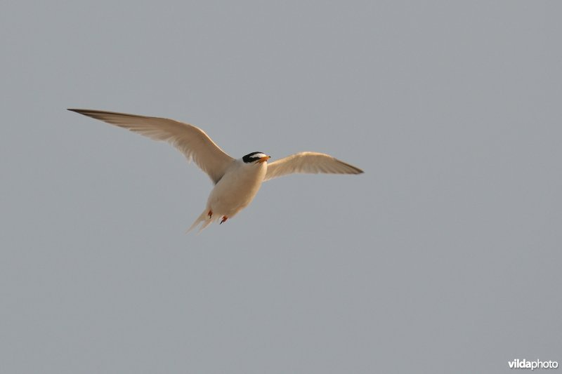 Vliegende Dwergstern