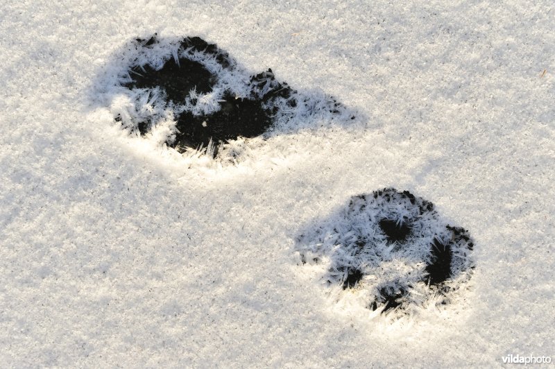 Pootafdrukjes in de sneeuw