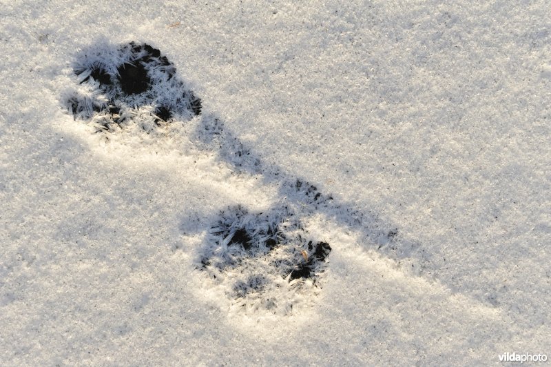 Pootafdrukjes in de sneeuw