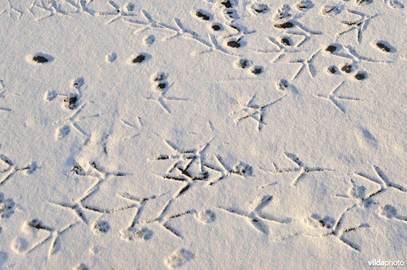 Sporen in de sneeuw