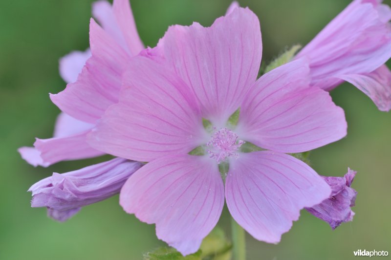 Bloemen van Muskuskaasjeskruid