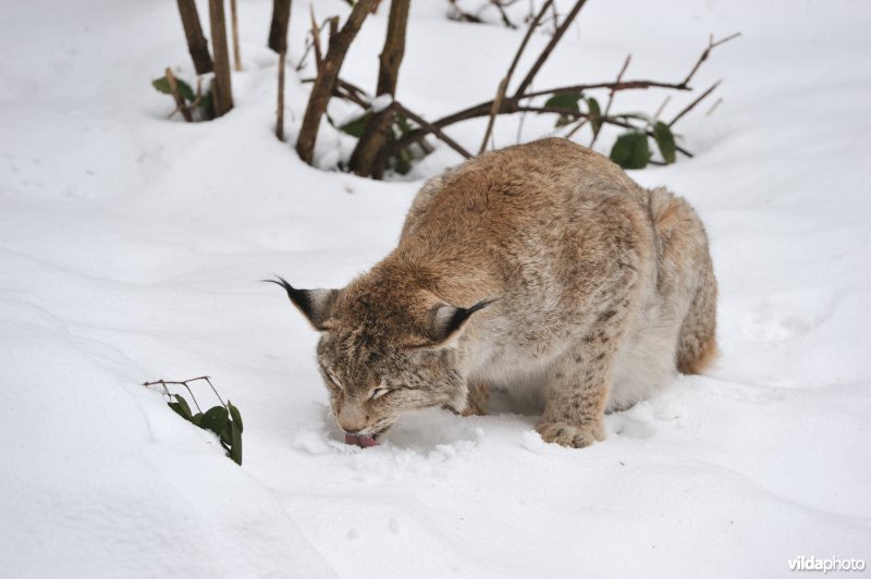Dorstige lynx likt sneeuw
