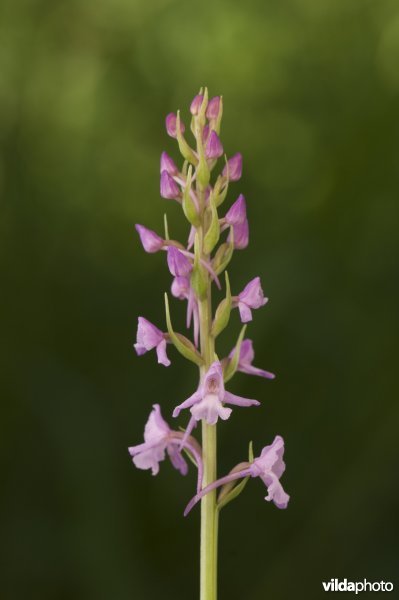 Bloeiende grote muggenorchis