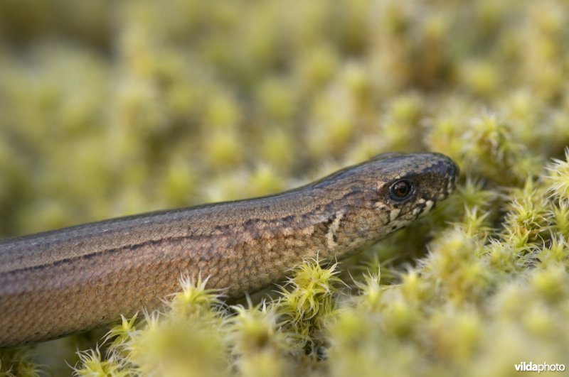 Portret van hazelworm