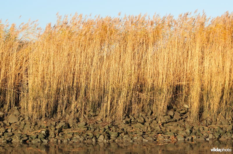 Steenstort op de Schelde oever