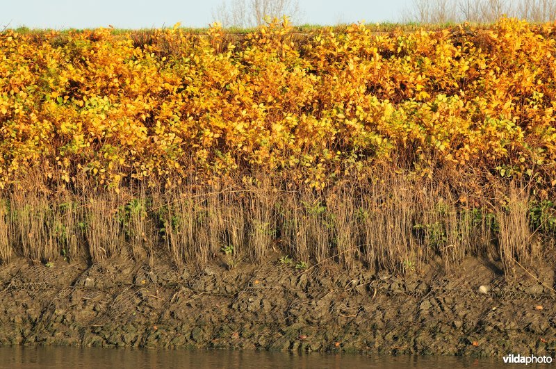 Steenstort op de Schelde oever