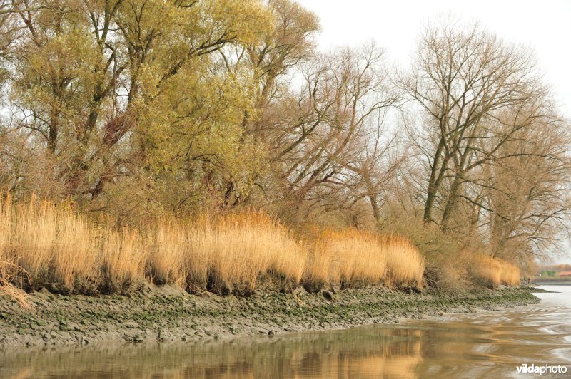 Steenstort op de Schelde oever