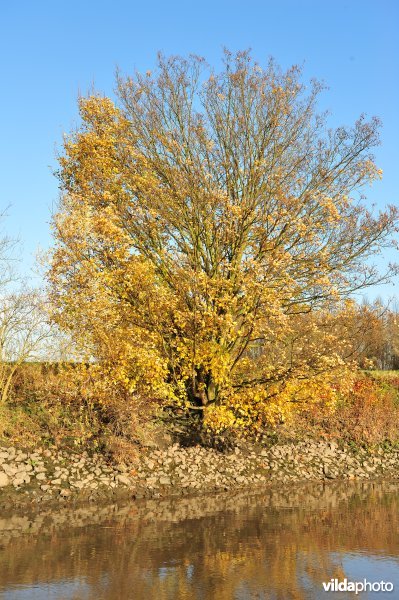 Steenstort op de Schelde oever