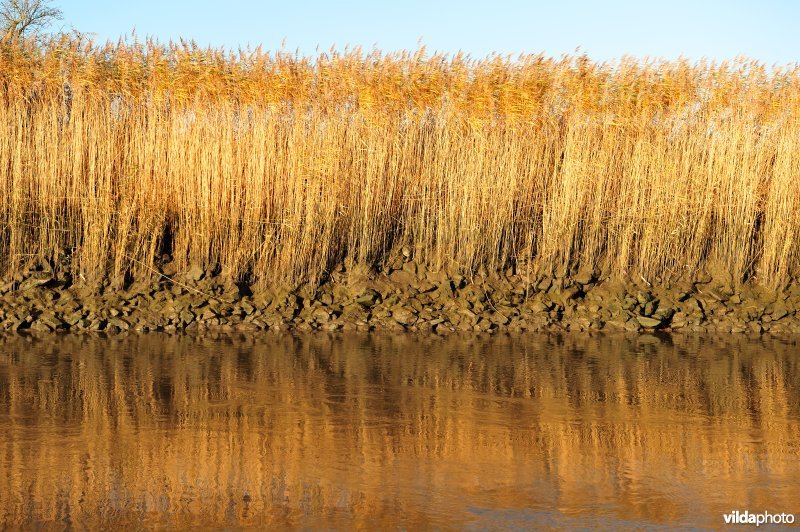 Steenstort op de Schelde oever