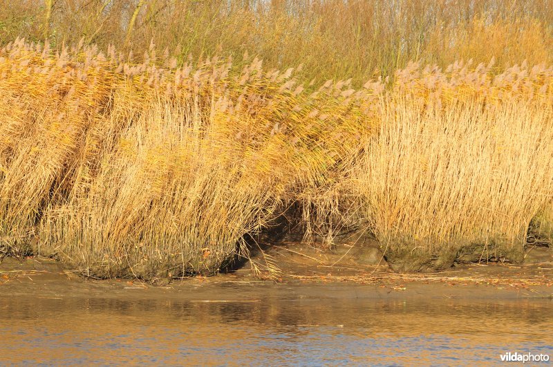Oevererosie langs de Schelde