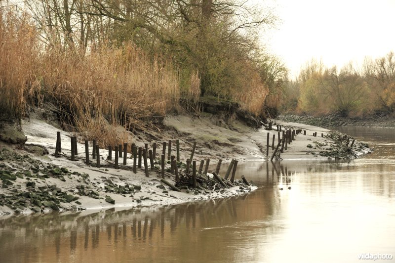 Oevererosie langs de Schelde