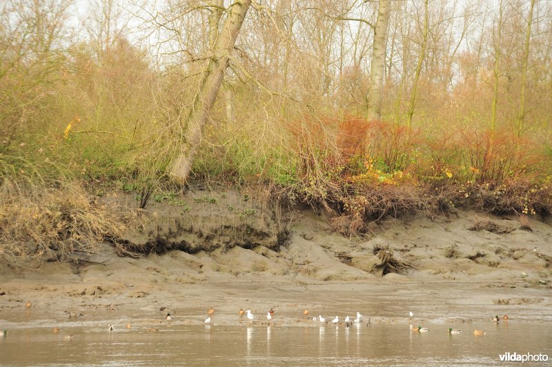 Oevererosie langs de Schelde