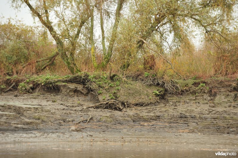 Oevererosie langs de Schelde