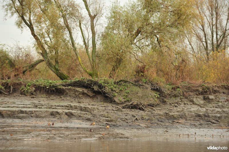 Oevererosie langs de Schelde