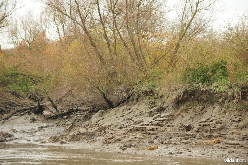 Oevererosie langs de Schelde