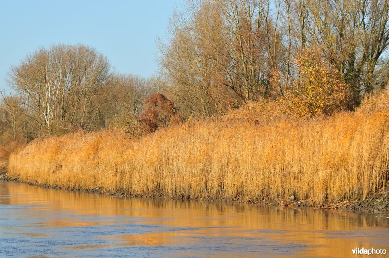 Riet op de Schelde oever