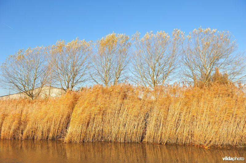 Riet op de Schelde oever bij hoogtij