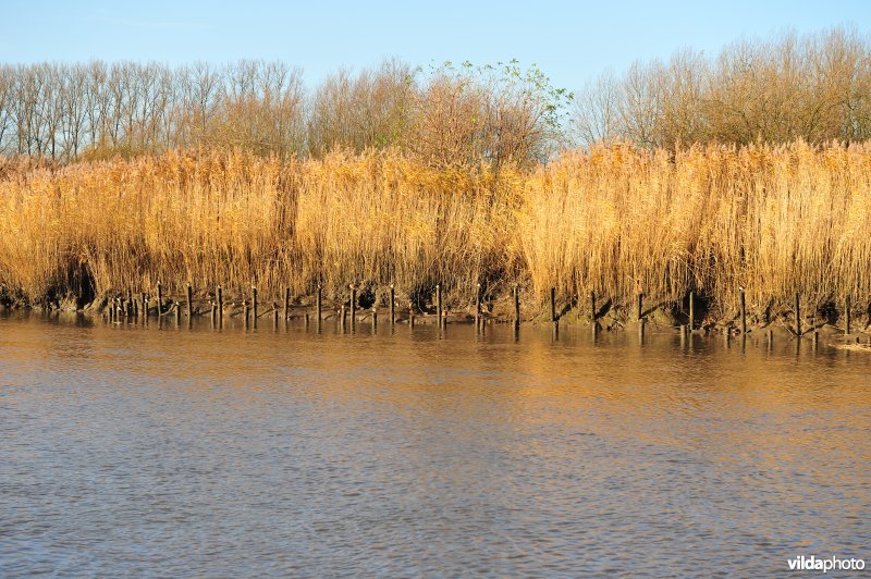 Riet op de Schelde oever