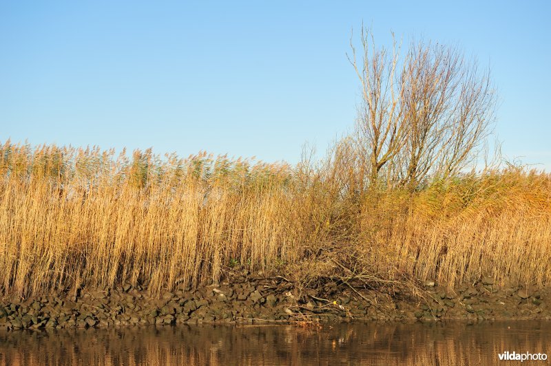 Riet op de Schelde oever