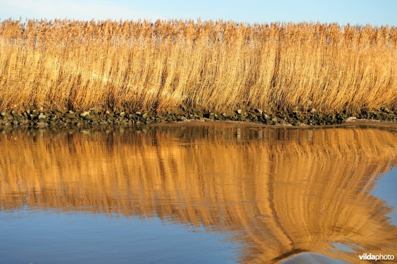 Riet op steenstort oever