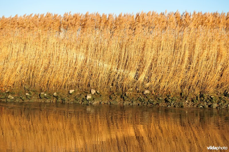 Riet op de Schelde oever