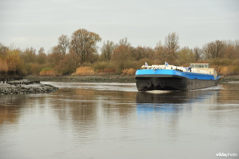 Vrachtboot op de Schelde