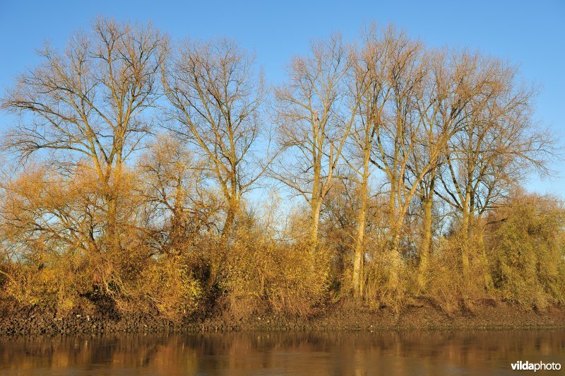 Steenstort en Populieren langs de Schelde