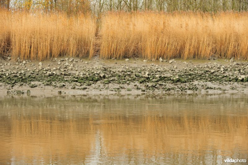 Steenstort langs de oevers van de Schelde