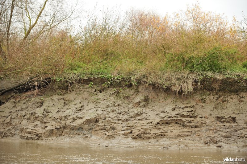 Erosie langs de oevers van de Schelde
